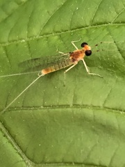Maccaffertium terminatum terminatum