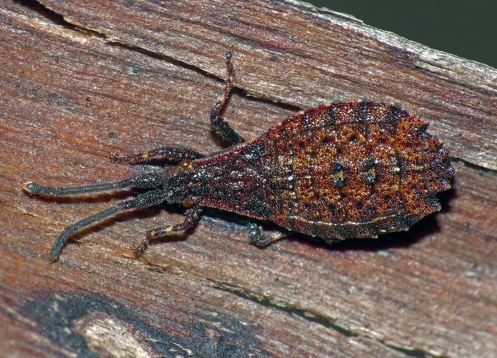 Agriopocorini