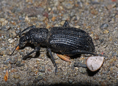 Prypnus tenebricosus