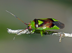 Niastama punctaticollis