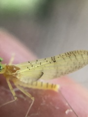 Stenacron interpunctatum heterotarsale