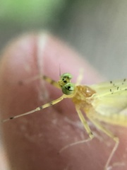 Stenacron interpunctatum heterotarsale