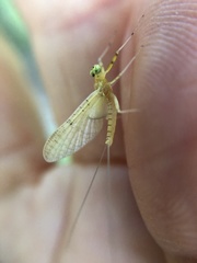 Stenacron interpunctatum heterotarsale