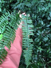 Hymenasplenium cheilosorum