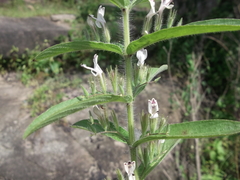 Andrographis echioides