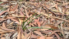 Caesia calliantha