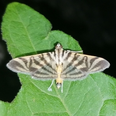 Spilomela discordens