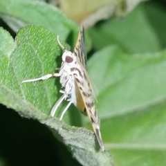 Spilomela discordens