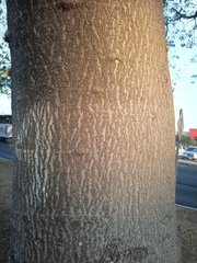 Enterolobium cyclocarpum