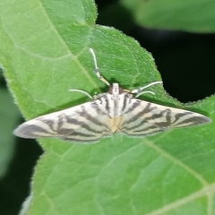 Spilomela discordens