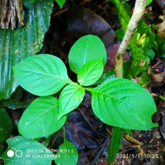 Asystasia gangetica