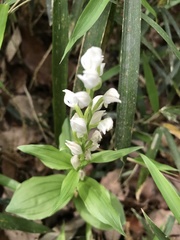 Cephalanthera erecta