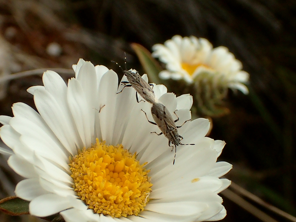 Rhypodes myersi