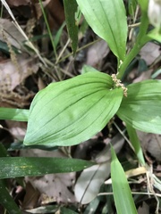 Cephalanthera erecta