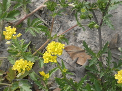 Rorippa sinuata