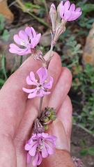 Silene secundiflora image