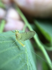 Stenacron interpunctatum heterotarsale