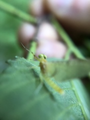 Stenacron interpunctatum heterotarsale