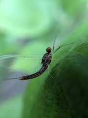 Ephemerella needhami