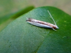 Erechthias chionodira