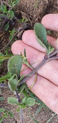 Silene secundiflora image