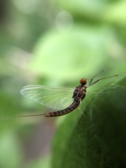 Ephemerella needhami
