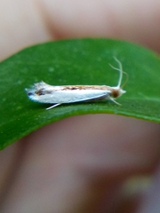 Erechthias chionodira