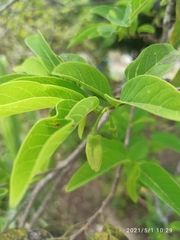 Annona squamosa