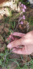 Silene secundiflora image