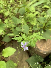 Delphinium anthriscifolium