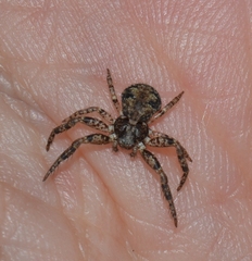 Bassaniana