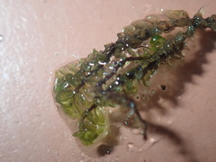 Scapania undulata