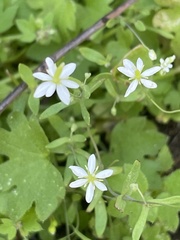 Meconella denticulata