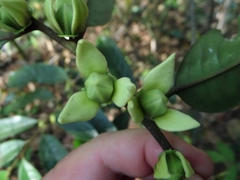 Goniothalamus macrophyllus