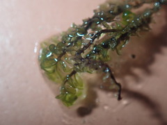 Scapania undulata