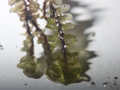 Scapania undulata