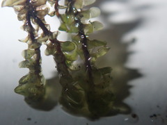 Scapania undulata