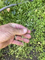 Meconella denticulata