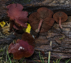Tubaria vinicolor