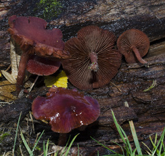 Tubaria vinicolor