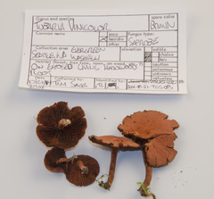 Tubaria vinicolor