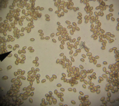 Tubaria vinicolor