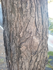 Cordia elaeagnoides