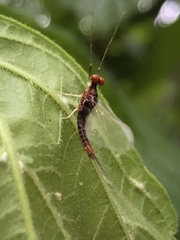 Ephemerella needhami