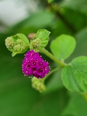 Boerhavia coccinea
