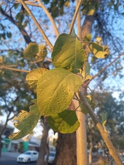 Cordia elaeagnoides