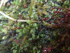 Scapania undulata