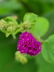 Boerhavia coccinea