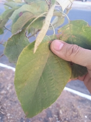 Cordia elaeagnoides