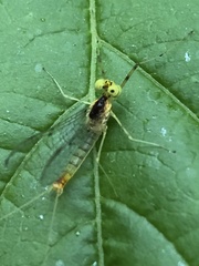 Stenacron interpunctatum interpunctatum